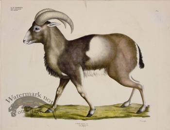 Goldfuss Mouflon